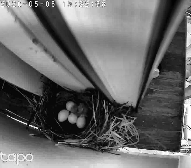 Five intact eggs at 19:22 PT on May 6, the night before hatch