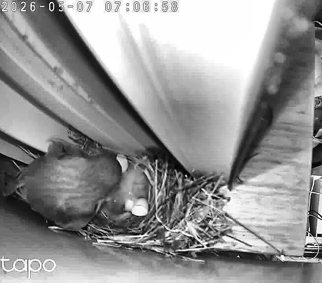 Enhanced IR — 07:06:39 PT, two eggs and two chicks visible for the first time