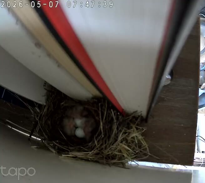 Hatch Day, Days Early
