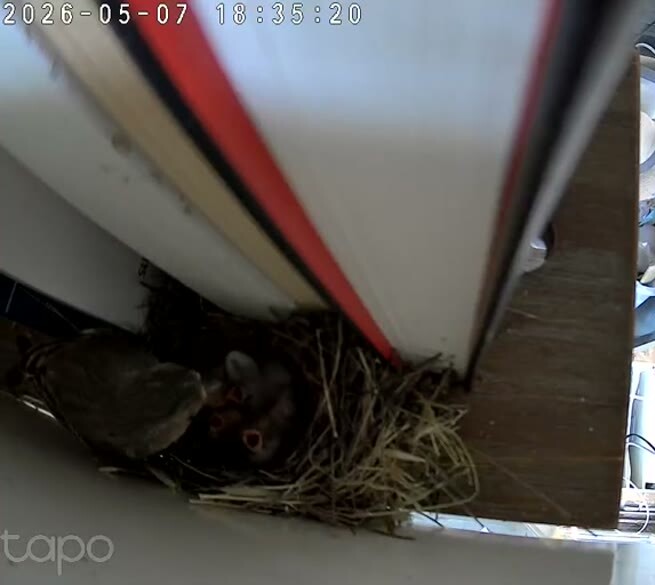 Chick gapes in the late afternoon