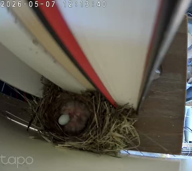 One chick, one egg, no adult — 12:13 PT
