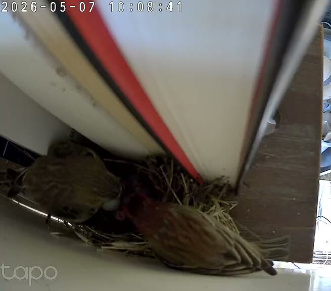 Mum and dad at the cup together, chicks between them — 10:08 PT