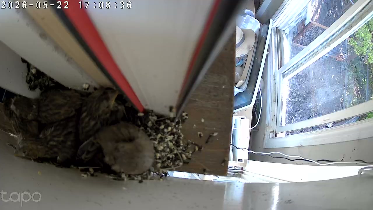 Five fledglings still in cup, late afternoon, 17:08 PT