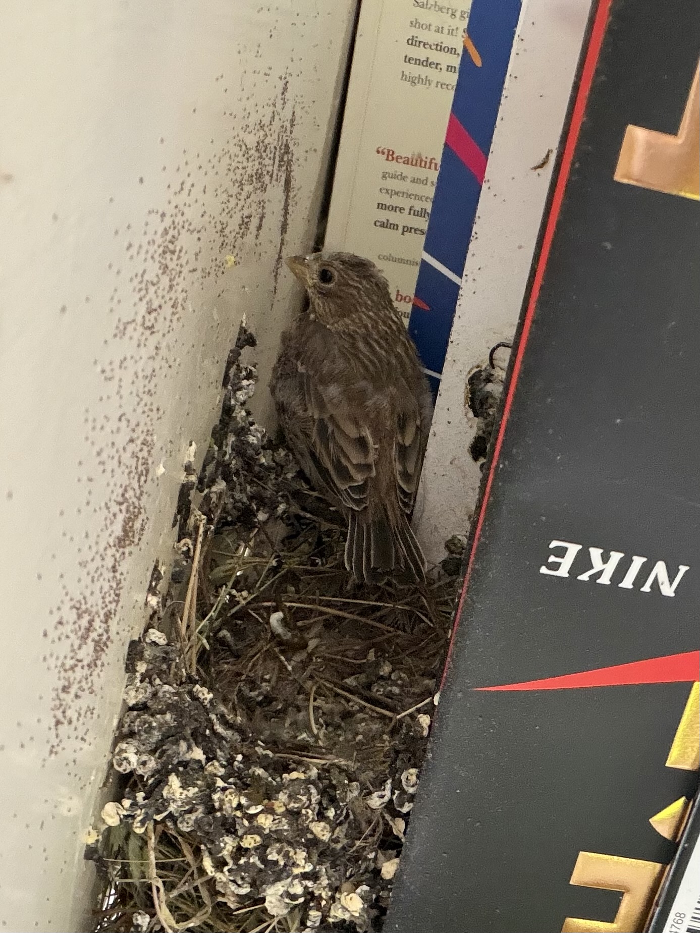 Tighter shot at 14:59 — the chick still on the rim, head turned, eye open and watching. The bookshelf-and-Nike-book frame is unmistakable.