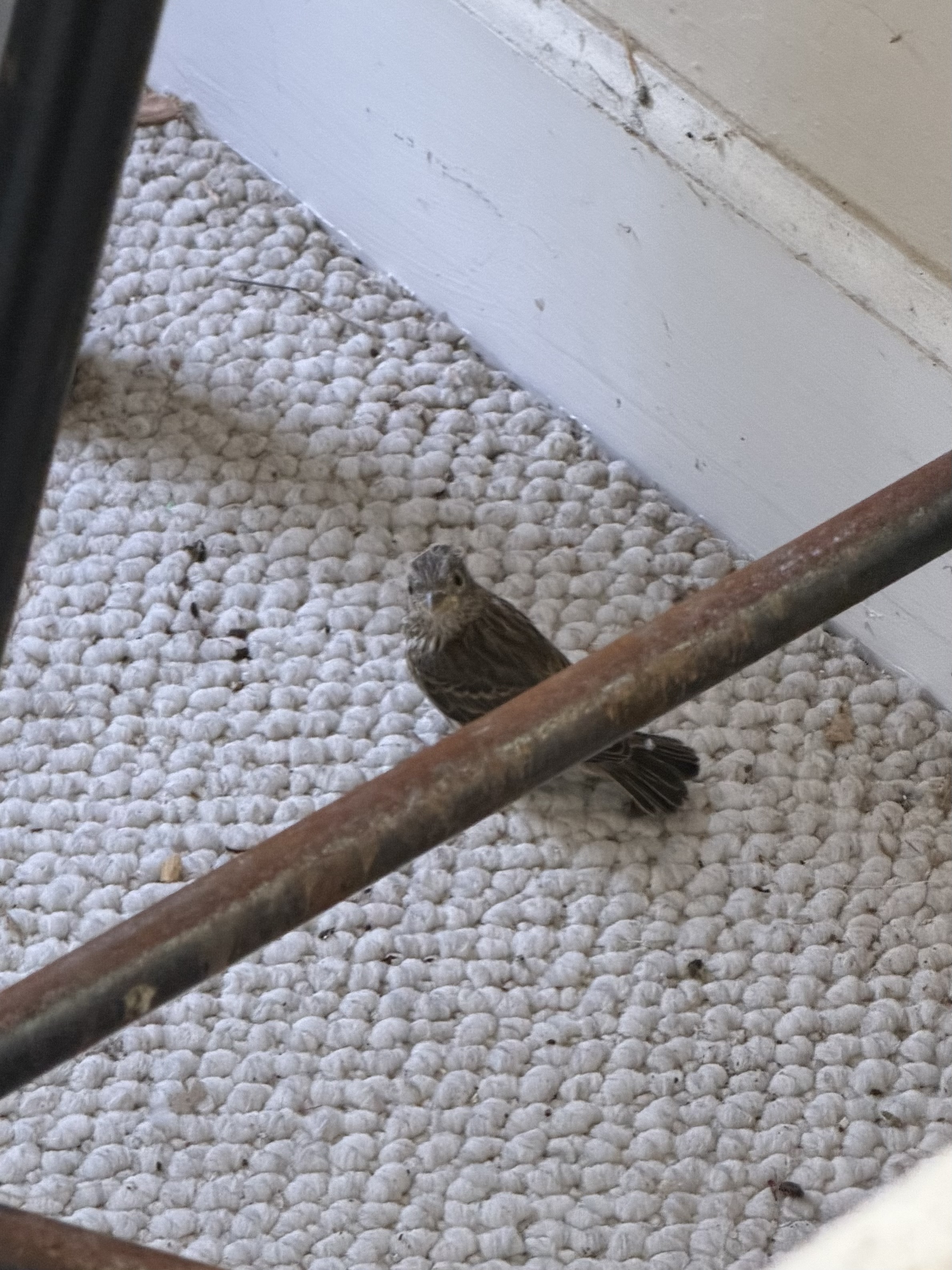 15:05 PT — a small fledgling on the woven sunroom carpet, framed under the spindles of a wooden stool. Color iPhone shot. The bird is intact, alert, perched on its feet. The leap from cup to floor was successful.