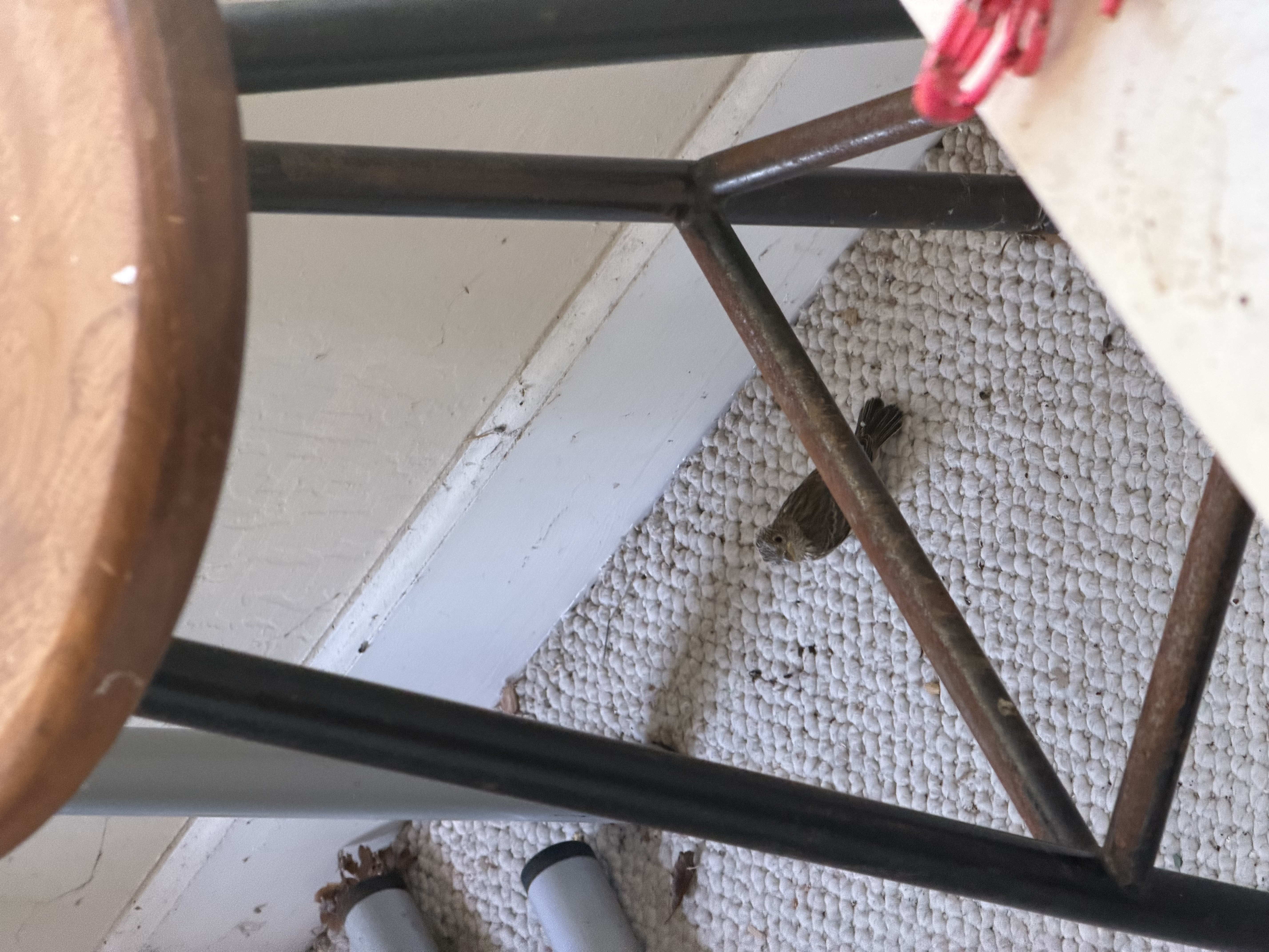 Same chick, slightly higher angle through the same stool frame. The bird stays put — calm rather than panicked.