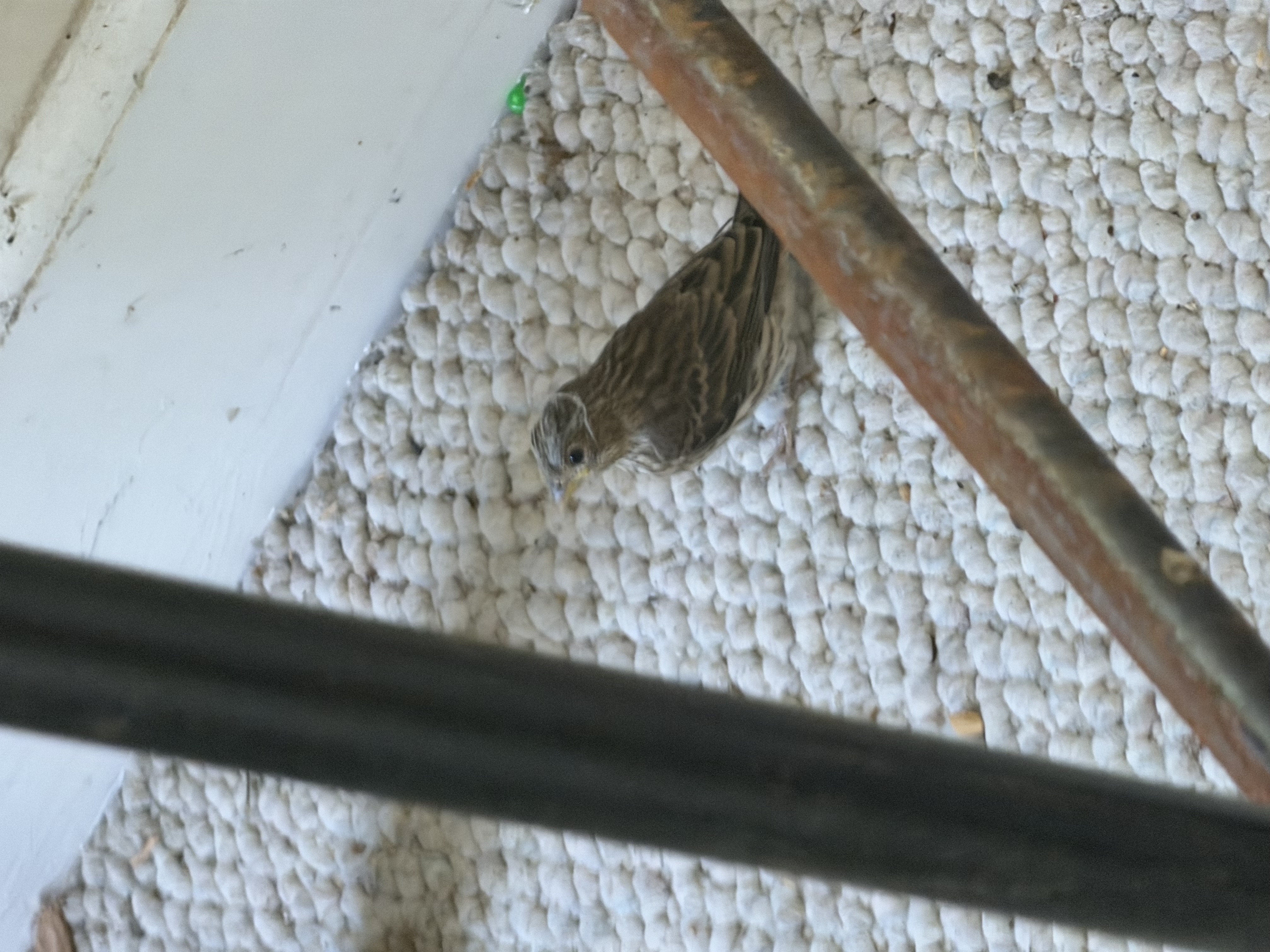 15:06 PT — the fledgling photographed from above and close, framed by a stool leg. Brown streaking, beak slightly open, eye visible. A small green object on the floor at frame upper-left. This is what a Day 17 House Finch fledgling actually looks like, in daylight, on a carpet, six minutes after leaving the cup.